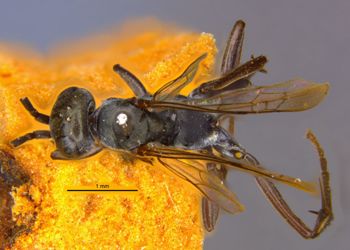 Media type: image;   Entomology 25908 Aspect: habitus dorsal view